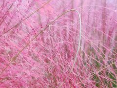 -艾溪湖湿地公园