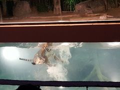 -清迈夜间动物园