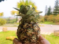 -中国科学院西双版纳热带植物园