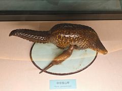 -国家自然博物馆