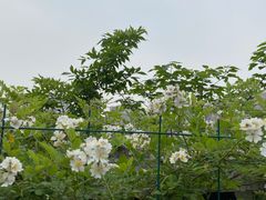 -温江公园