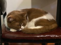 -猫小院猫主题咖啡厅(北锣店)
