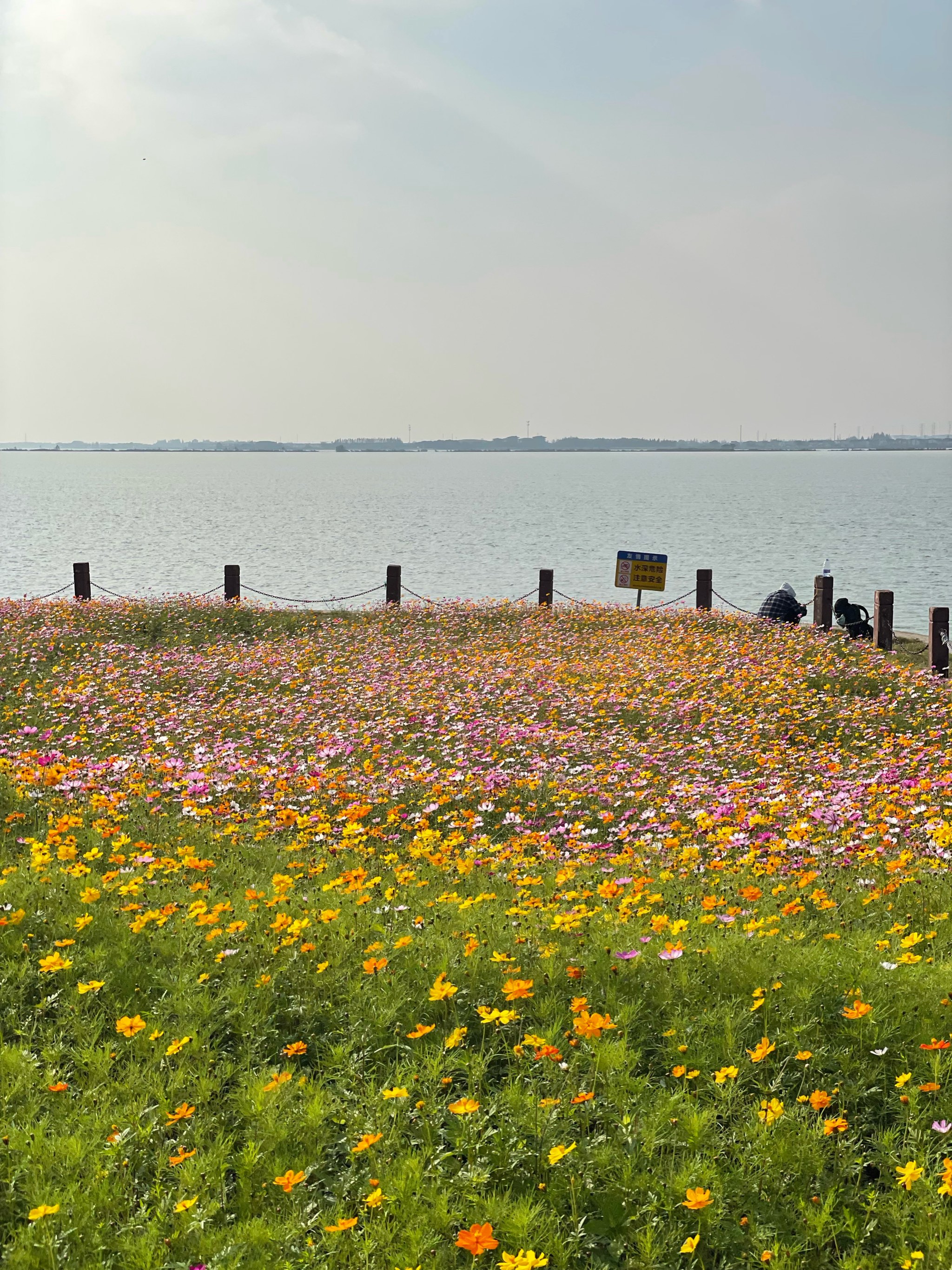 淀山湖花海公园图片