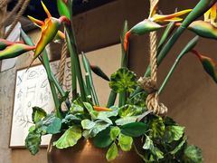 -云海肴·汽锅鸡·云南菜(天津国金汇店)