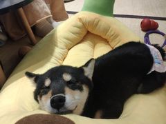 -逗柴咖啡屋·狗咖猫咖宠物桌游