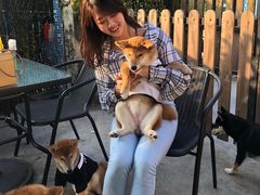 -柴犬高等学院·狗咖·柴犬售卖·宠物训练