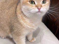 -逗柴咖啡屋·狗咖猫咖宠物桌游