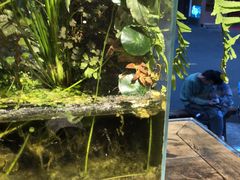 -甜心闲生传统手工冰粉(奎星楼店)