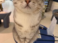-平行世界·猫咖(首经贸店)