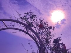 -花博汇(知音花月夜)