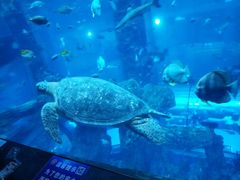 -乐从天佑城海洋馆