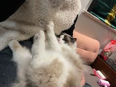 -糯米喵星人总部直营旗舰店·猫舍·幼猫出售
