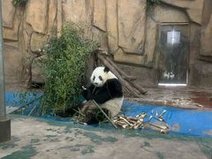 -成都动物园