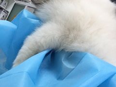 -纳吉亚猫专科动物诊疗中心(蒋宅口分院)