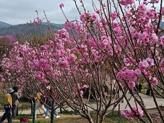 -天适樱花悠乐园