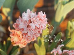 -香蜜公园