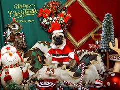 -超宠爱宠物摄影-Super pet