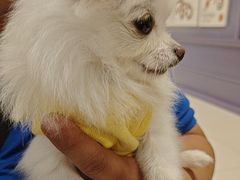 -帕帕拉兹宠物(亚洲旗舰店)