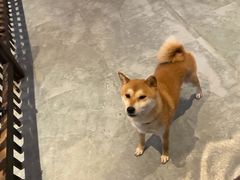 -长白山万达喜来登度假酒店