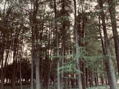 -月湖风景区