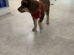 -纳吉亚猫专科动物医院·北北分院