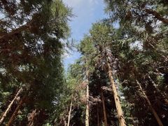 -重庆睡佛山森林公园
