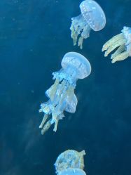 -Zoolung Zoolung动物主题公园(海信广场店)