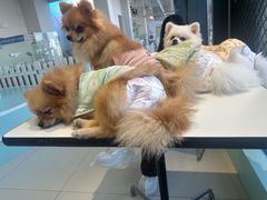 -怪兽屋·羊驼·猫咖·狗咖(俊华广场店)