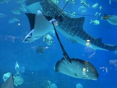-烟台海昌鲸鲨海洋公园
