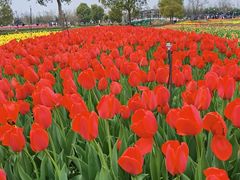 -荷兰花海