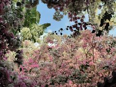 -深圳国际园林花卉博览园