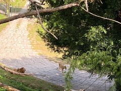 -深圳野生动物园