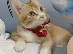 -瑞鹏宠物医院·骨科·猫科·内科(第一中心)