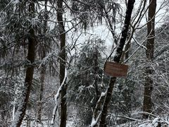 -天目山大树王景区