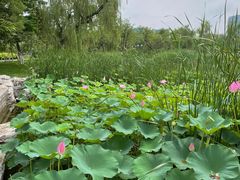 -西海子公园