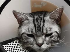 -瑞鹏宠物医院·骨科·猫科·内科(第一中心)