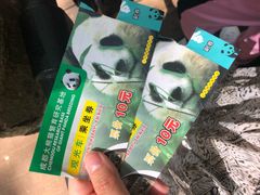-都江堰中华大熊猫苑