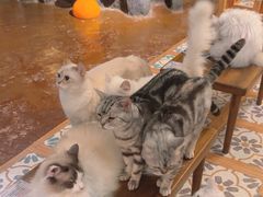 -猫猫幼稚园·撸猫·桌游·电玩