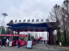 -黄海国家森林公园