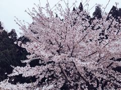 -武汉大学-樱园