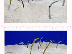 -上海海洋水族馆