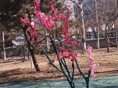 -莲花池公园