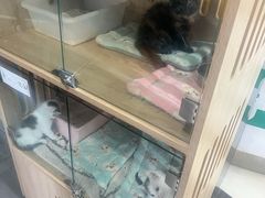 -爱侣宠医·鹦鹉专科·小型哺乳类·异宠专科(灵石路店)