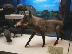 -国家自然博物馆