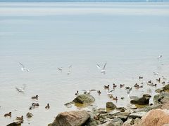 -深圳湾公园(南山区)