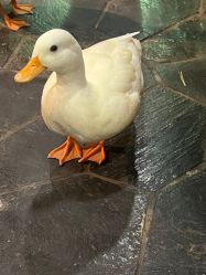 -Zoolung Zoolung动物主题公园(海信广场店)