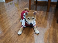 -翊宠yipet猫狗购宠庄园犬舍•猫舍