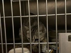 -伟伟宠物医院·瑞派猫友好医院·猫科(光谷店)