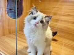 -猫十亿·布偶金渐层·曼基康矮脚猫舍(青年路店)