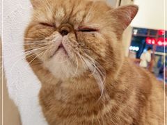 -猫友咖啡店(玉林西路店)
